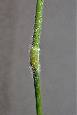 Plante velue, en particulier sur les nœuds et les gaines inférieures.