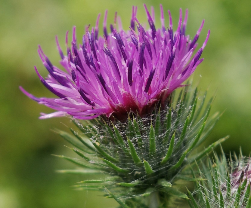 Capitules larges de 1,5 - 2,5 cm, groupés par 3 - 5 au sommet des rameaux, à bractées fines, linéaires, dressées. Fleurs purpurines.