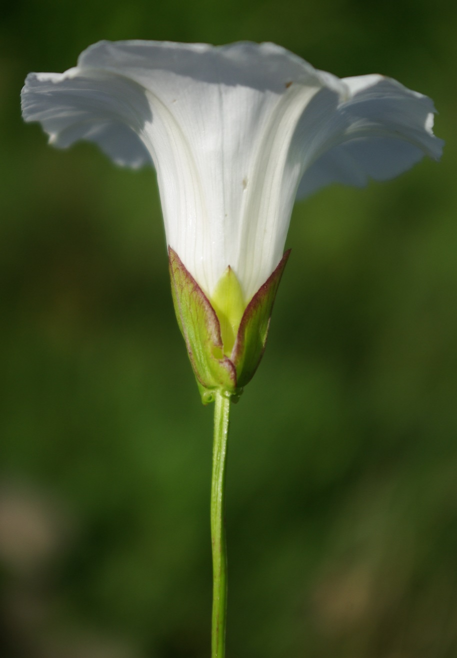 Deux bractées lancéolées situées à la base de la fleur recouvrant partiellement le calice.