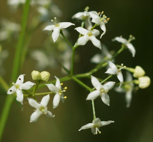 Fleurs blanches (Ø 2 - 5,5 mm), à 4 lobes apiculés.