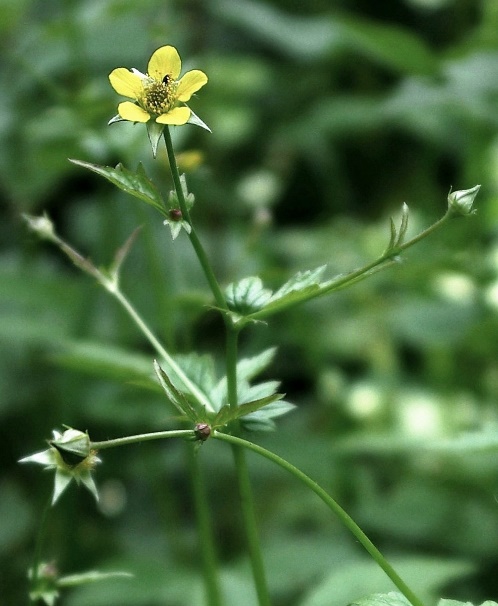 Inflorescence : cyme lâche.