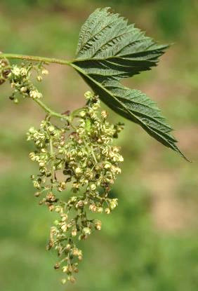 Inflorescence mâle : panicule diffuse de fleurs à 5 tépales verdâtres.