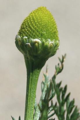 Inflorescence : capitule solitaire, à fleurs tubulées verdâtres, sans fleurs ligulées.