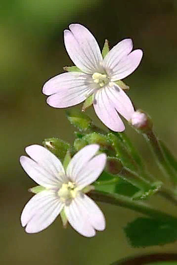 Fleurs rose clair ou blanches, à 4 pétales bifides. Style à stigmate en massue.