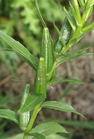 Fruits : capsules, cylindriques, atténuées vers le sommet.