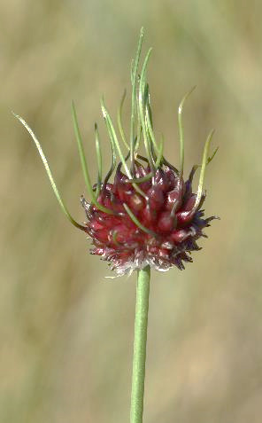 Bulbilles pouvant commencer à germer directement sur la plante.