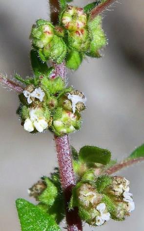 Trois types de fleurs(mâles, femelles, hermaphrodites) en mélange.