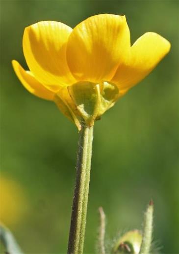 Fleur à sépales rabattus sur le pédoncule floral sillonné.