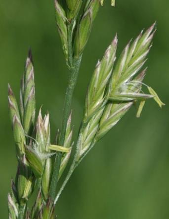 Epillets de 10 - 13 mm. Glumelles munies d'une petite arête (0,5 - 3 mm).