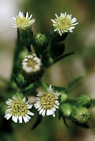 Capitules à fleurs ligulées blanc sale bien visibles.