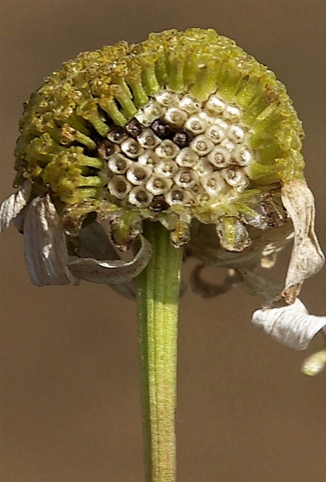 Fruits : akènes, munis sous le sommet de 2 glandes orbiculaires, sans aigrette.