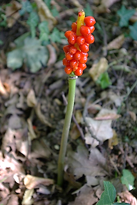 Epi fructifère de baies rouge vif.