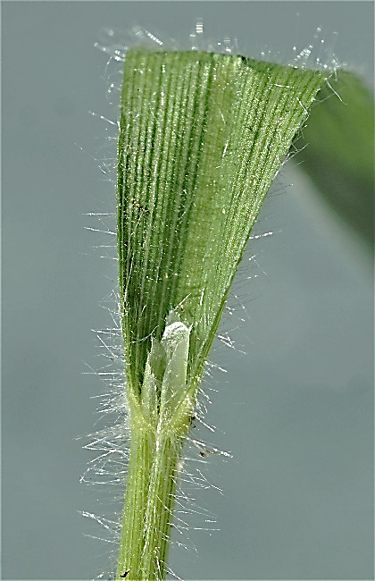 Ligule membraneuse, assez longue (1 - 6 mm), obtuse.