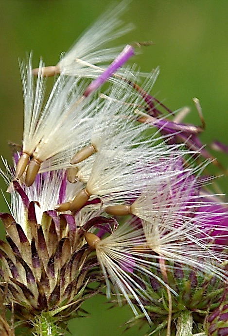 Fruits : akènes, à aigrette portant des soies à peine denticulées.