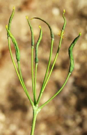 Fruits : capsules, linéaires, longues de 2 - 5 cm.