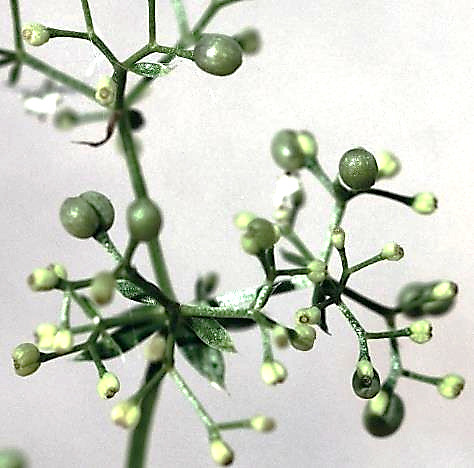 Fruits : akènes groupés par deux, glabres, presque lisses.