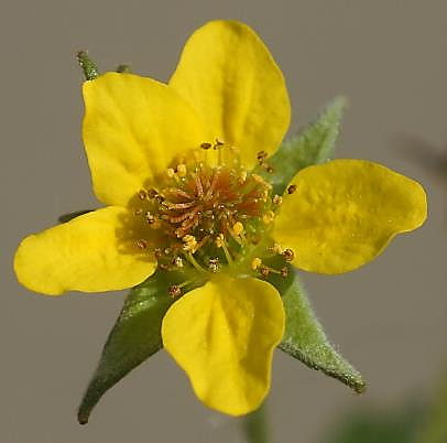 Fleur jaune, petite (Ø 10 - 15 mm), à 5 pétales dépassant peu les sépales.