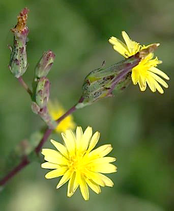 Inflorescence : grappe de capitules, constitués de 12 - 15 fleurs ligulées jaunes.