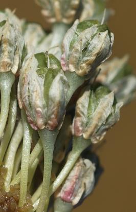 Fruits : capsules, trigones, glabres, à sommet présentant en son centre une dépression.