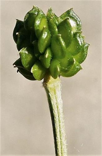 Tête fructifère globuleuse formée de nombreux akènes, comprimés et lisses, à bec court un peu courbé.