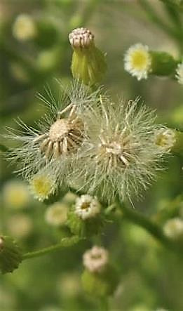 Fruits : akènes petits (1,5 mm), munis d'une aigrette blanc-sale.