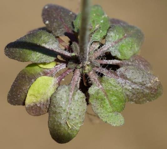 Feuilles principales elliptiques, en rosette basale.