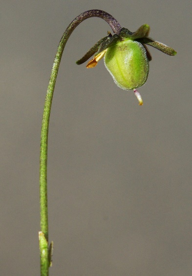 Fruit : capsule, presque globuleuse, velue.