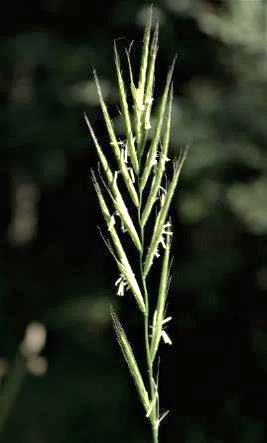 Inflorescence : épi d'épillets. Epillets fins, longs de 2 - 4 cm, distiques.