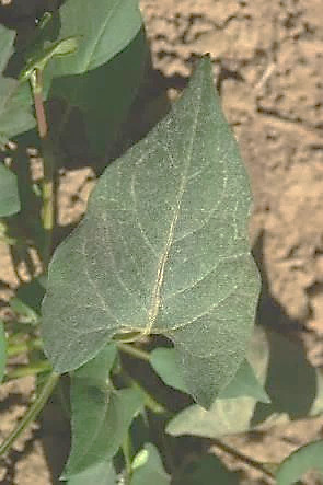 Feuille triangulaire hastée.