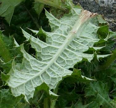 Feuilles blanchâtres dessous