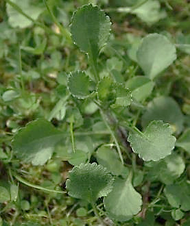 Feuilles des rosettes basales à longs pétioles.