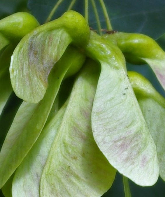 Fruit : 2 samares accolées, longues de 3 - 5 cm, formant entre elles un angle aigu.