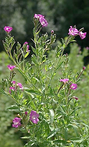 Épilobe hirsute