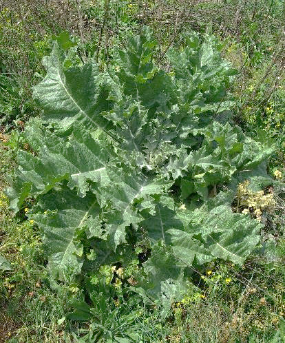 Rosette de feuilles de la première année.