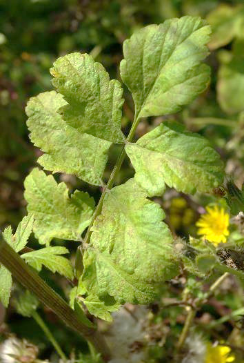 Feuilles une fois divisées. Folioles ovales, arrondies à la base, obtuses, à lobes inégaux.