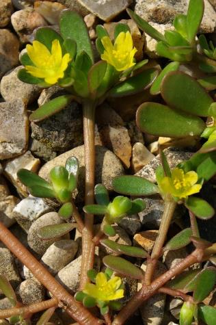 Fleurs axillaires ou terminales, solitaires ou en petits glomérules, à 5 pétales jaunes à peine soudés.