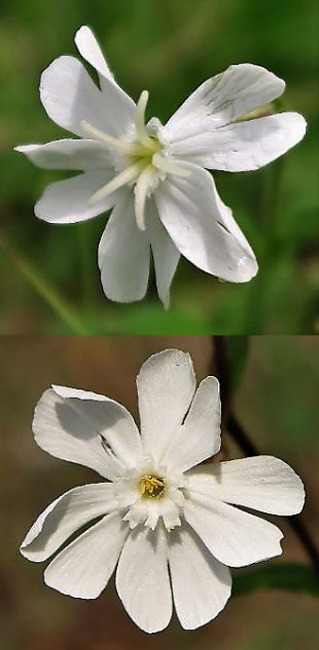 Plante dioïque. Fleur femelle (en haut) et fleur mâle (en bas), portées par des individus différents. Fleurs grandes, blanches. Cinq pétales presque divisés en 2, munis d'écailles à la gorge.