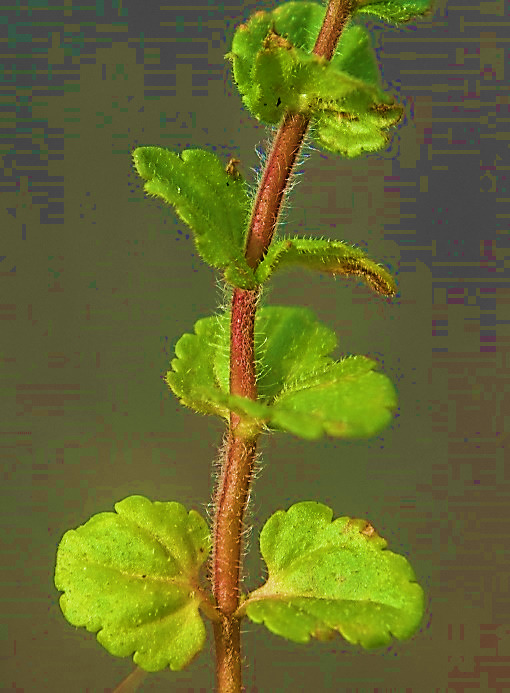 Feuilles opposées, ovales, cordées, à bords crénelés.