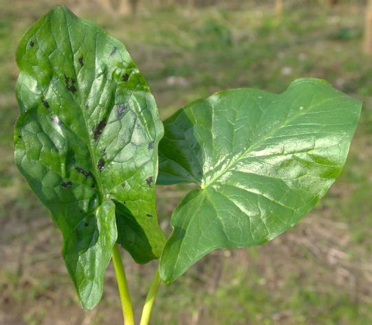 Feuilles sagittées, tachées de noir ou non.