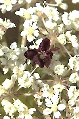 Souvent une - parfois plusieurs - fleur(s) stérile(s) pourpre(s) au centre de l'ombelle.