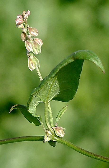 Inflorescence : grappe axillaire à nombre de fleurs variable.