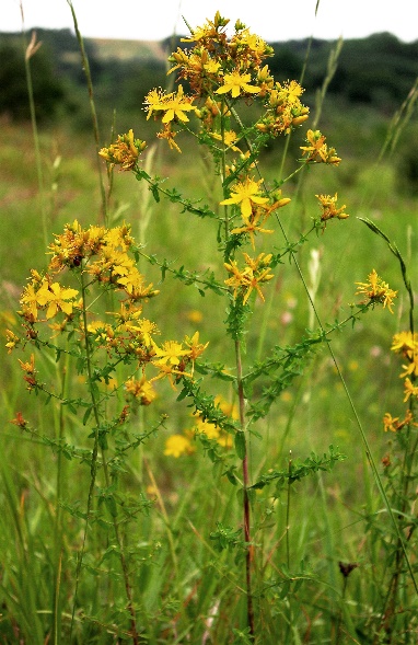 Inflorescence : panicule de petites cymes