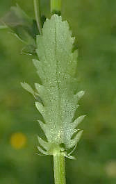 Feuille caulinaire sessile, dentée, un peu embrassante.