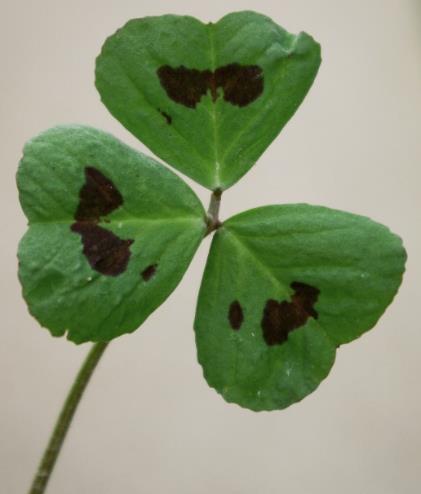 Feuille à 3 folioles presque en cur, le plus souvent avec une tache brun noir au centre.