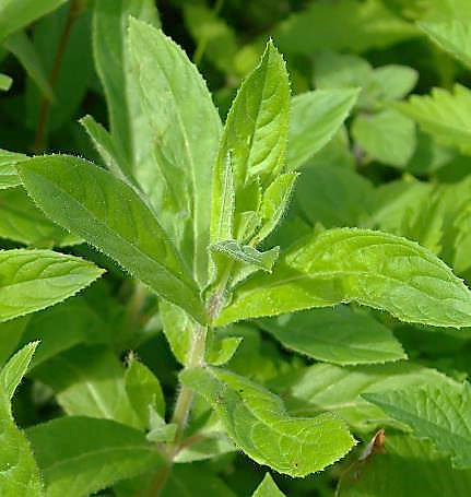 Feuilles entières, lancéolées, à bords faiblement dentés et sommet pointu.