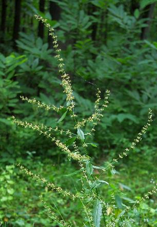 Inflorescence : panicule de grappes, à rameaux plus ou moins étalés.