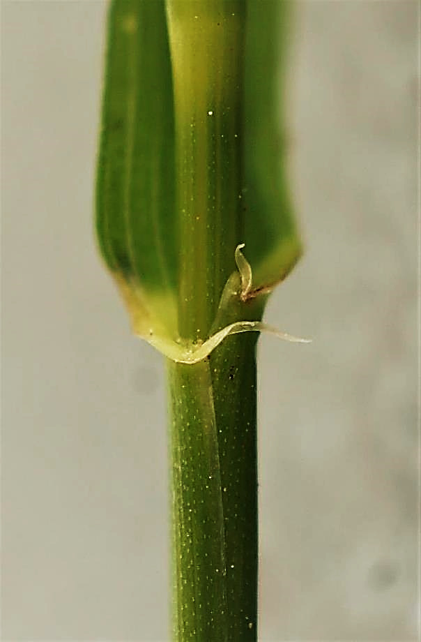 Oreillettes glabres, aiguës, embrassantes.