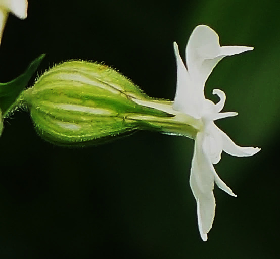 Calice velu, en tube renflé, surtout chez les fleurs femelles.