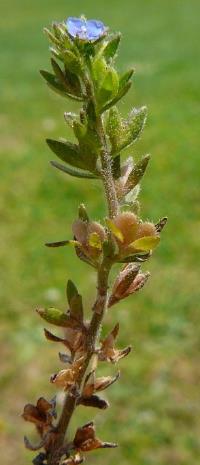 Inflorescence : grappe, terminale, longue, un peu lâche.
© Jean PRIEUR