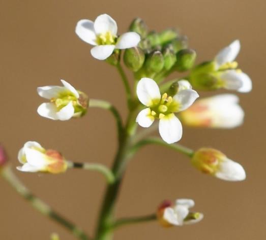 Inflorescence : grappe de fleurs blanches à 4 pétales longs de 2 - 4,5 mm.